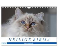 Calendrier des chats Sacré de Birmanie, Version française (Calendrier mural 2026 DIN A4 portrait), Calendrier CALVENDO mensuel