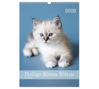 Calendrier du chaton Sacré de Birmanie avec planning, Version française (Calendrier mural 2026 DIN A3 portrait), Calendrier CALVENDO mensuel