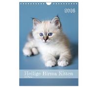 Calendrier du chaton Sacré de Birmanie avec planning, Version française (Calendrier mural 2026 DIN A4 portrait), Calendrier CALVENDO mensuel