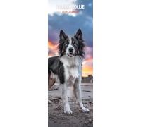 Calendrier fin 2026 Border Collie