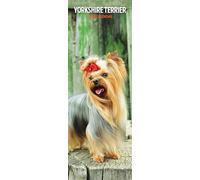 Calendrier fin 2026 Yorkshire Terrier