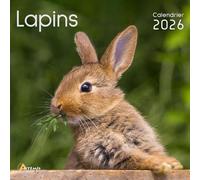 Calendrier lapins 2026