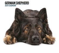 Calendrier moderne 2024 Berger allemand