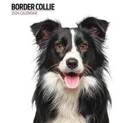 Calendrier moderne 2024 Border Collie