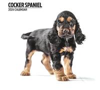 Calendrier moderne 2024 Cocker Spaniel