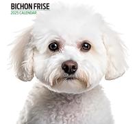 Calendrier moderne 2025 Bichon Frise