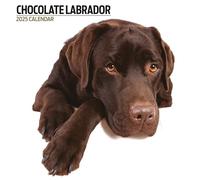 Calendrier moderne 2025 Labrador Chocolat