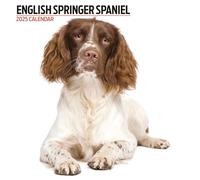 Calendrier moderne 2025 Motif épagneul springer anglais