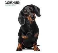 Calendrier moderne 2025 Teckel