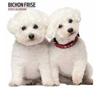 Calendrier moderne 2026 Bichon Frise