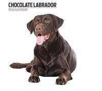 Calendrier moderne 2026 Labrador Chocolat
