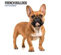 Calendrier moderne Bouledogue français 2025
