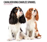 Calendrier Moderne Cavalier King Charles Spaniel 2025