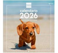 Calendrier mural 2026 30 x 30 cm, vue mois janvier - décembre 2026 + septembre. Déc. 2025 (4 mois) réduits | Calendrier 2026