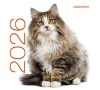 Calendrier mural 2026 - Chats - - Collectif - White Star Eds - Calendrier