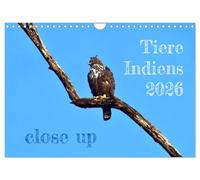 Calendrier mural 2026 - Motif animaux de l'Inde - Format A4 paysage - Calendrier mensuel CALVENDO