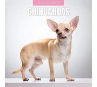 Calendrier mural carré 2026 Chihuahuas Red Robin Publishing