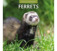 Calendrier mural carré 2026 Furets Red Robin Publishing