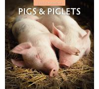 Calendrier mural carré 2026 Motif cochons et porcelets Red Robin Publishing