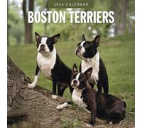Calendrier mural carré 2026 Terriers de Boston Red Robin Publishing