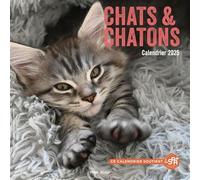 Calendrier mural chats et chatons 2025 - Collectif - Hugo Image - broché - Calendrier