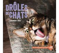 Calendrier mural drôles de chats 2025 - Collectif - Hugo Image - broché - Calendrier