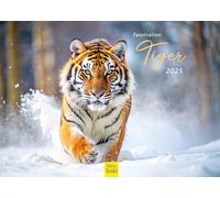 Calendrier Premium Fascination Tigre 2025 Format Din A3 Calendrier Mural Animal En Allemand Afrique Asie Famille De Tigres Grands Chats Prédateurs Animaux Sauvages