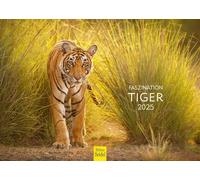 Calendrier Premium Fascination Tigre 2025 Format Din A4 Calendrier Mural Animal En Allemand Afrique Asie Famille De Tigres Grands Chats Prédateurs Animaux Sauvages