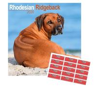 Calendrier Rhodesian Ridgeback 2026 | 16 mois | Avec autocollants d’organisation offerts