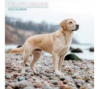 Calendrier traditionnel 2026 jaune labrador