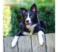 Calendrier traditionnel Border Collie 2026