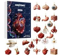 Calendriers de l'Avent Anatomie 2026, Ornements d'anatomie acrylique 2D