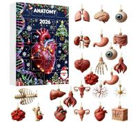 Calendriers de l'Avent Anatomie 2026, Ornements d'anatomie acrylique 2D