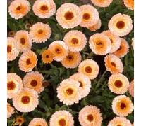Calendula officinalis, Ollioules 'Apricot Beauty' - Souci des Jardins, Marigold