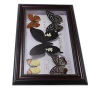 CALLARON Cadre Photo Bois 5 Spécimens Authentiques D’insectes Naturels Couleur Café, Décoration Murale Scientifique pour Collection et Affichage Éducatif, Support Paysage Original