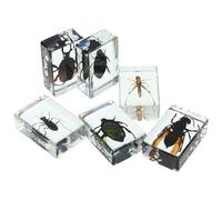 CALLARON Ensemble de 6 Insectes Résineux, Spécimens Naturels pour Collection d'Insectes et Matériel Pédagogique Adapté aux Étudiants et Amateurs