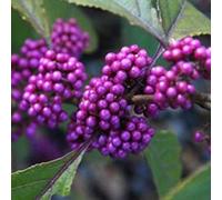 Callicarpa Bodinieri 'Profusion'- Arbuste aux bonbons 'Profusion' 40-60 cm en conteneur