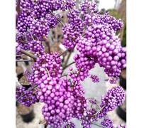 Callicarpa bodinieri « Profusion » arbuste de perles d'amour/beau fruit 40-60 cm