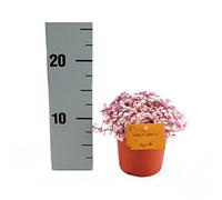 Callisia Rosato Pink Lady 11cm pot