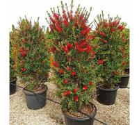 Callistemon rince bouteille 7 l 40-60 cm