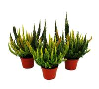 Calluna Green Nature - Bruyère verte - bruyère - Pot de 11 cm - Lot de 3 plantes - Différentes nuances de vert par pot