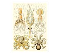 Calmars et pieuvres, Gamochonia, 1899 Poster de Ernst Haeckel 50 x 70 cm Jaune Tableaux Décoration murale