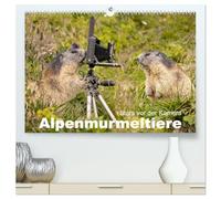 CALVENDO - Alpenmurmeltiere - Stars devant la caméra (calendrier mural 2027 de qualité supérieure DIN A2 paysage) - Impression artistique brillante : le marmoteur, l'ingénieur des tunnels dans les