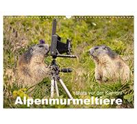 CALVENDO - Alpenmurmeltiere - Stars devant la caméra (calendrier mural 2027 DIN A3 paysage) - Calendrier mensuel : le marmoteur, l'ingénieur des tunnels dans les Alpes