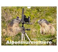 CALVENDO - AlpenMurmeltiere - Stars devant la caméra (calendrier mural 2027 DIN A4 paysage) - Calendrier mensuel : le marmoteur, l'ingénieur des tunnels dans les Alpes