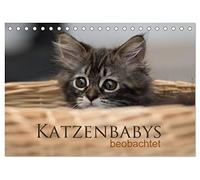 CALVENDO - Bébé chat observé (calendrier de bureau 2027 DIN A5 paysage) Calendrier mensuel : treize images enchanteresses des adorables bébés chats. Observé avec l'appareil photo, ils sont beaucoup