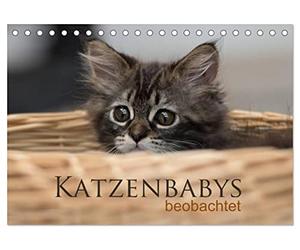 CALVENDO - Bébé chat observé (calendrier de bureau 2027 DIN A5 paysage) Calendrier mensuel : treize images enchanteresses des adorables bébés chats. Observé avec l'appareil photo, ils sont beaucoup