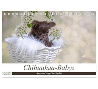 CALVENDO - Chihuahua Babies - Amy et Angel au studio (calendrier de table 2027 DIN A5 paysage) - Calendrier mensuel : chihuahua avec seulement 6 semaines lors de votre première séance photo.