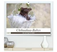 CALVENDO - Chihuahua Babies - Amy et Angel au studio (calendrier mural 2027 de qualité supérieure DIN A2 paysage) - Impression artistique brillante : chihuahua avec seulement 6 semaines lors de votre
