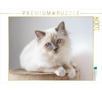 CALVENDO Kalani Puzzle Chat Saint Brima - 1000 pièces - Taille de la Pose 64 x 48 cm - Puzzle Photo pour des Heures heureuses